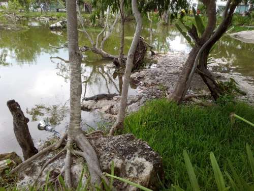 Crocodile Predator Animals Young Crocodile Cancun