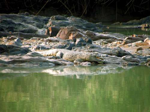 Crocodile Wild Animal River Namibia Green Water