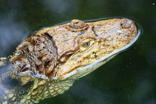 Crocodile Close Up Dangerous Reptile Animal Head