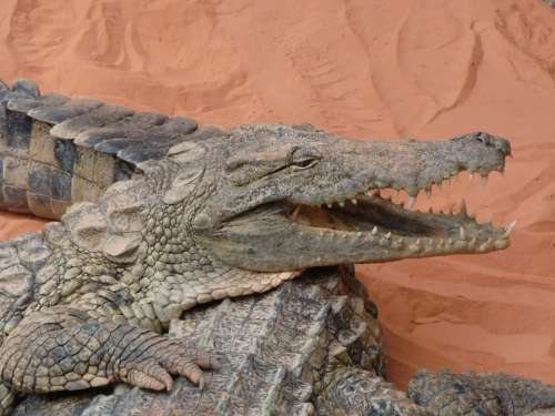 Crocodile France Close Up Animals