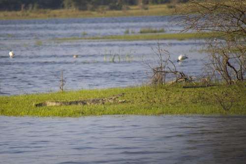 Crocodile Alligator Reptile Water Animal Wildlife