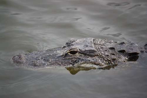 Crocodile Alligator Reptile
