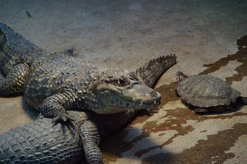 Crocodile Alligator Turtle Zoo Enclosure Cayman