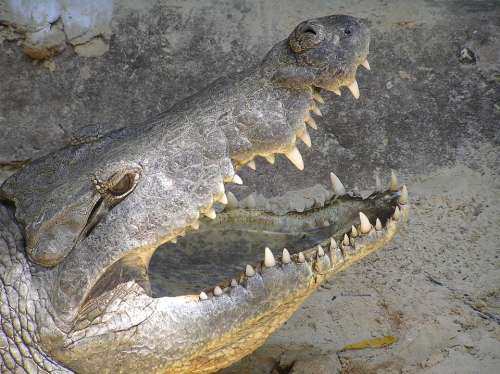 Crocodile Close Up Dangerous Tooth Eye Reptile