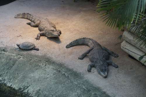 Crocodile Cayman Alligator Gators Two Zoo