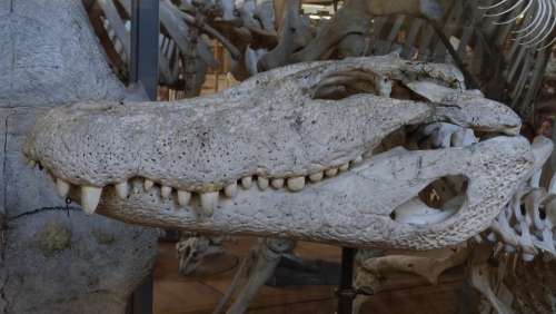 Crocodile Head Skeleton Bone Museum Tooth Reptile