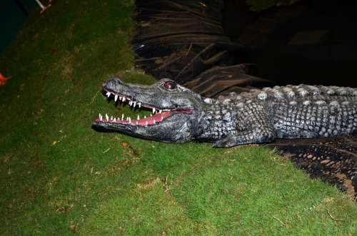 Crocodile Alligator Model Reptile