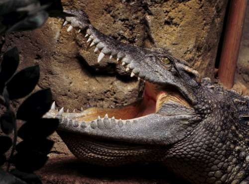 Crocodile Zoo Alligator Animal