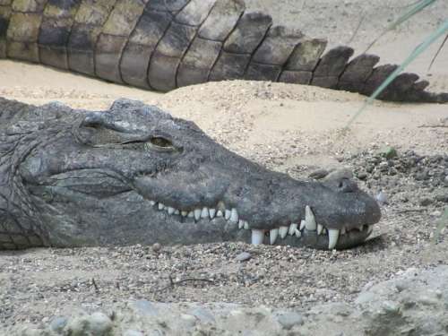 Crocodile Alligator Foot Predator Reptile Tooth