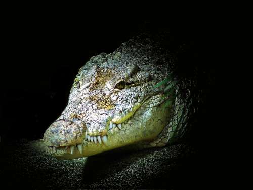 Crocodile Alligator Reptile Animal Dangerous