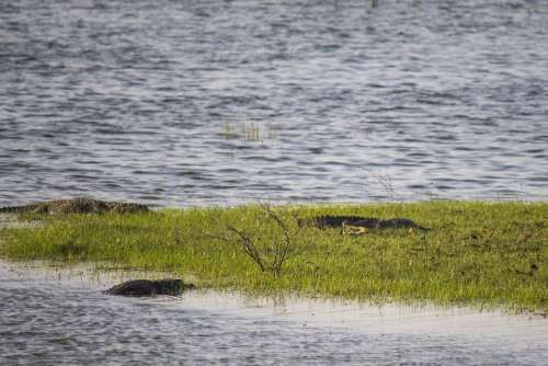 Crocodiles Alligators Reptile Water Animal