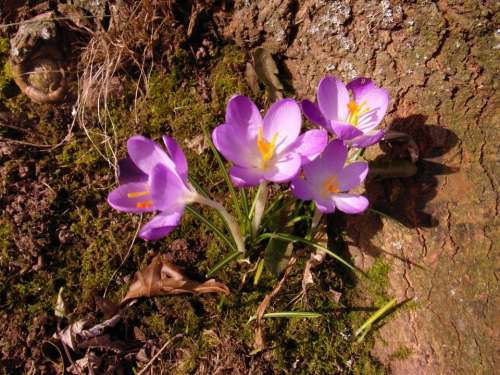 Crocus March Flowers Spring Purple Tender Sunny