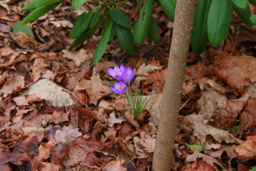 Crocus Flower Blossom Bloom