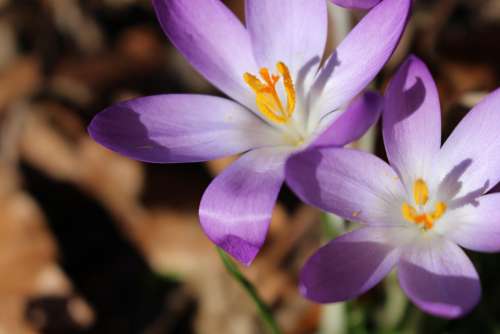 Crocus Purple White Spring Plant Macro