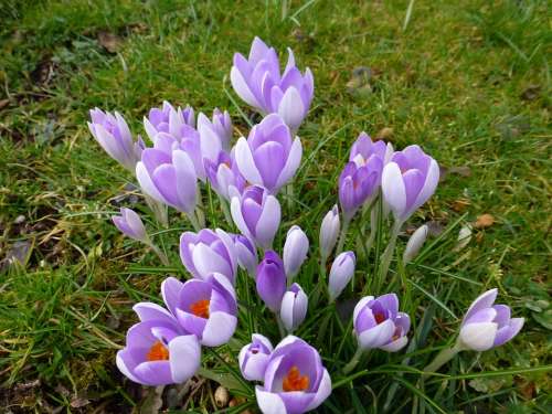 Crocus Flower Spring Purple Flowers