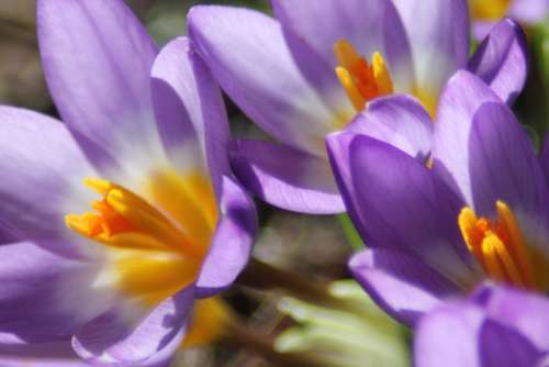 Crocus Flower Spring Purple Blossom Bloom