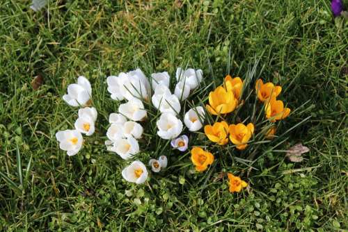 Crocus Flowers Spring Yellow White