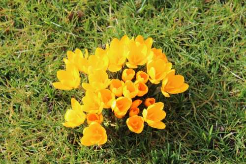 Crocus Yellow Flowers Spring