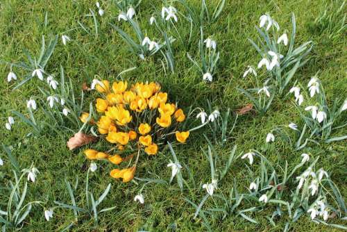 Crocus Snowdrop Flowers Spring