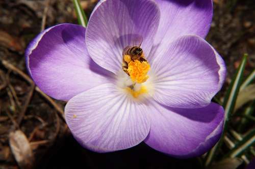 Crocus Flower Blossom Bloom Close Up Bee