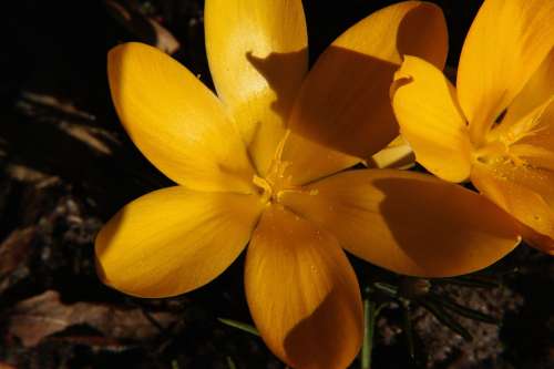 Crocus Flower Blossom Bloom Close Up Yellow