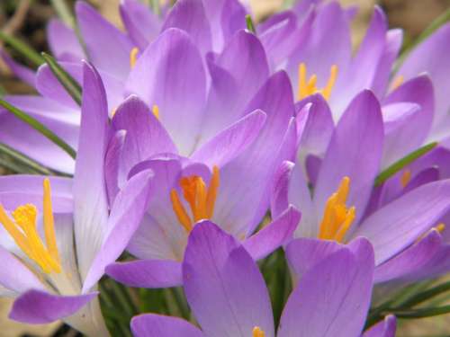 Crocus Purple Flowers Spring Bloom Flower