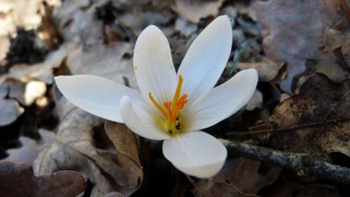 Crocus White Macro Nature Spring Flower