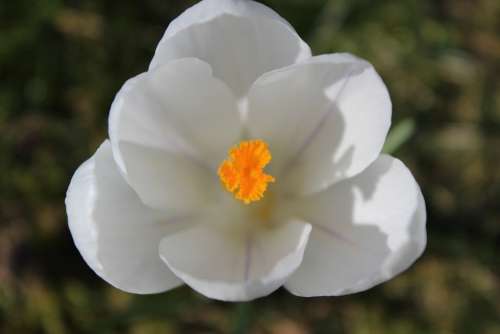 Crocus Spring Flower