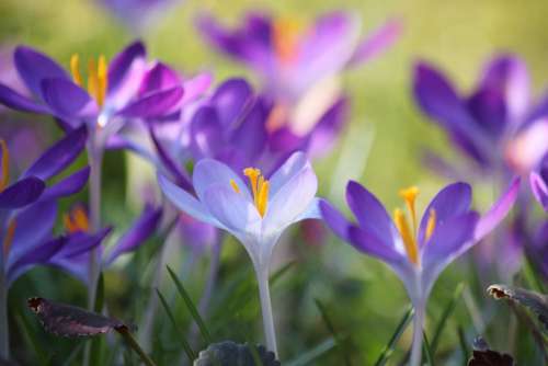Crocus Flower Spring Purple Blossom Bloom