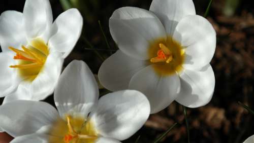 Crocus Plant Garden Close Up Flowers Spring