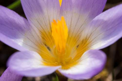 Crocus Wildform Schwertliliengewaechs Spring Crocus