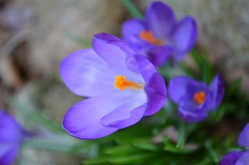 Crocus Purple Blossom Bloom Close Up Stamp