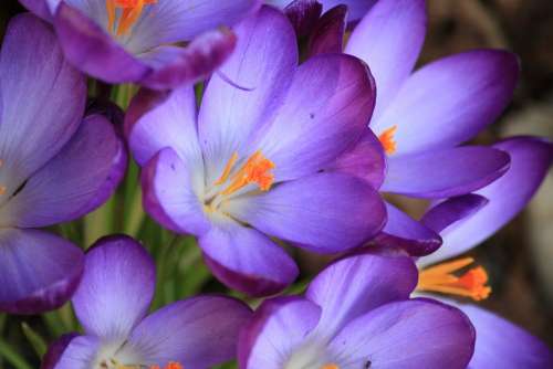 Crocus Flower Spring Purple Blossom Bloom Flowers