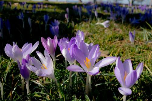 Crocus Spring Blossom Bloom Flowers Meadow Summer