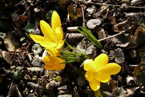 Crocus Yellow Spring Bloom Flower