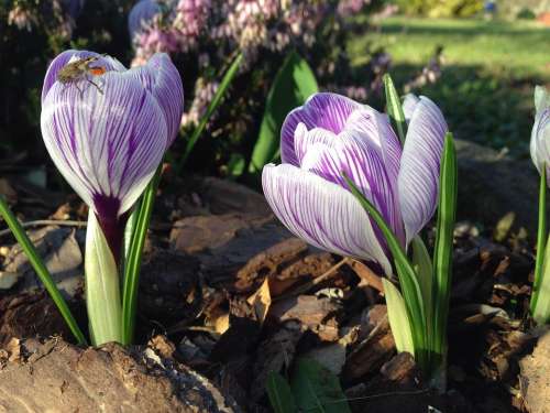 Crocus Early Bloomer Insect