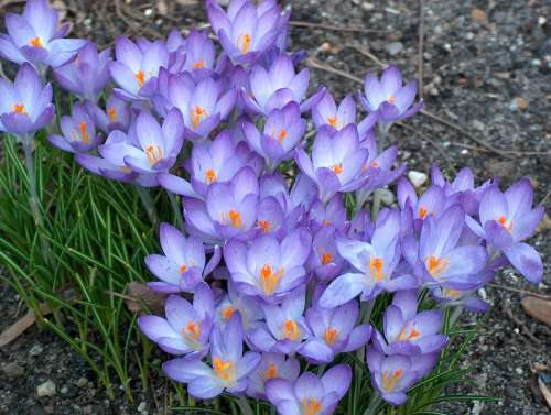 Crocus Flowers Garden Nature Spring Plant Violet