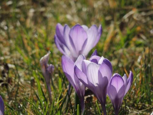 Crocus Purple Flowers Meadow Spring