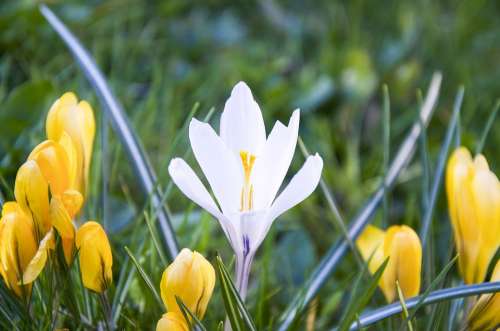 Crocus White Yellow Spring Sunshine