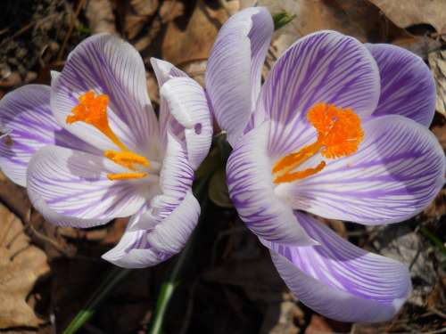 Crocus Spring Flowers Blooming Close Up Early