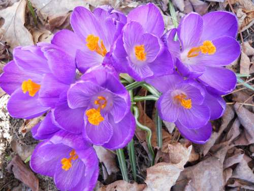 Crocus Flower Purple Spring Blossom Beautiful