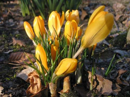 Crocus Yellow Flower Nature Spring