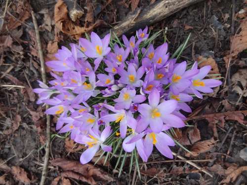 Crocuses Crocus Spring Bloom Blooms Flowers