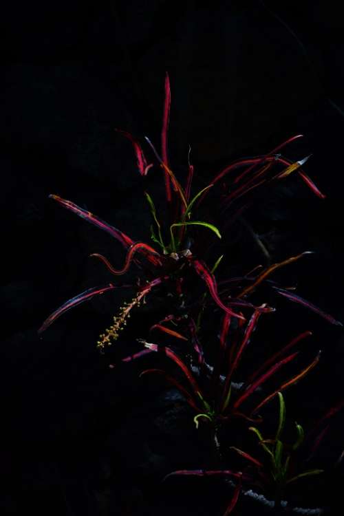 Croton Plant Dark Night Shining Tropical Exotic