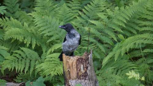 Crow Corvus Corone Cornix Bird