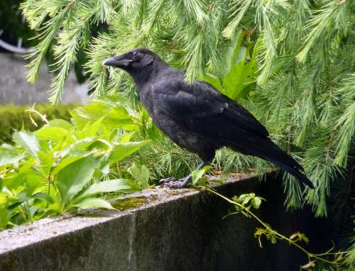 Crow Raven Bird Black Flying Carrion Crow