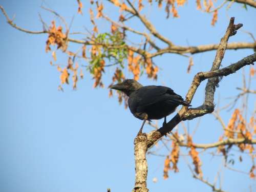 Crow Raven Bird Beak Black Dharwad India