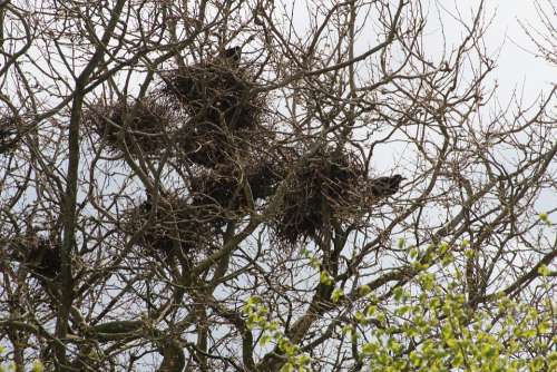 Crow Crow'S Nests Birds Corvidae Dig Animal