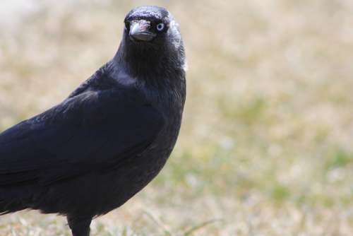 Crow Bird Rook Bird Raven Sight