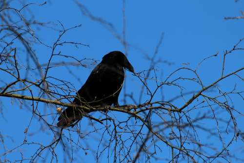 Crow Corvus Frugilegus Rook Raven Bird Songbird